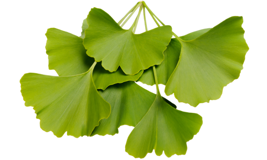 Ginkgo biloba